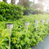 Solar Garden LED Light - Pack of 10
